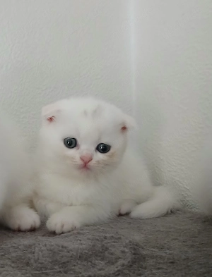 Bkh Kitten suchen ein neues Zuhause 