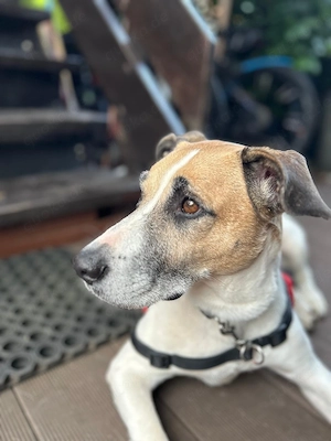 Bajos, PS in 38704 Liebenburg , ist ein aktiver und lebensfroher Hund