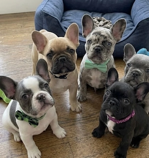 Französische Bulldogge Welpen