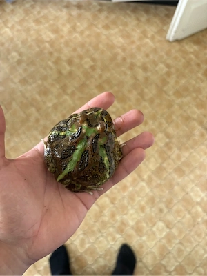 Schmuckhornfrosch inklusive Terrarium