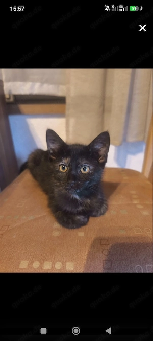 kitten zu verkaufen 