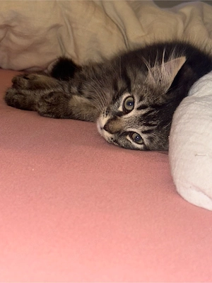 kater sucht neues zu Hause