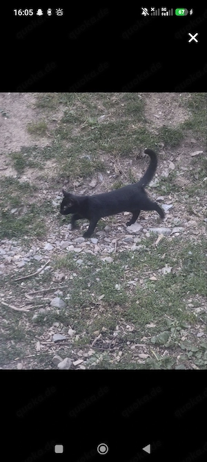 kitten zu verkaufen 
