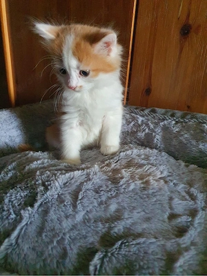 Zuckersüßer Kater zu verkaufen 