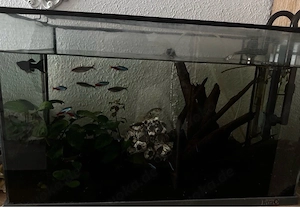 60L Aquarium mit Zubehör und Fische
