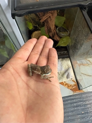 Milchfrosch mit ExoTerra Hochterrarium