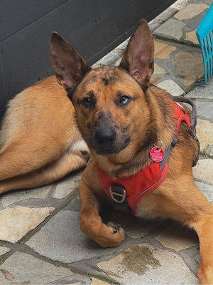Loki, 8 Monate alter Malinois-Mix