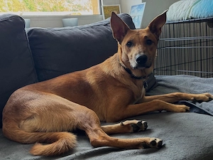 Freya, 8 Monate alte Malinois-Mix