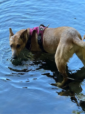 Freya, 8 Monate alte Malinois-Mix