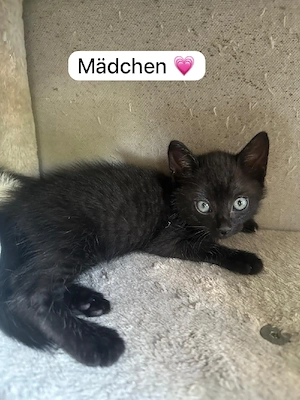 Baby katzen 
