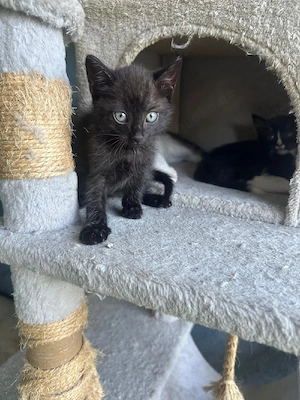 Baby katzen  Bild 3