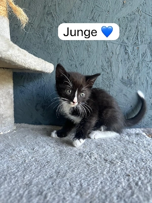 Baby katzen  Bild 2