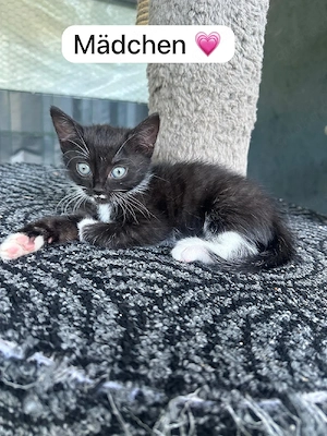 Baby katzen  Bild 4