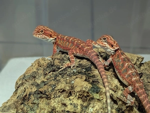 Aslinas Reptilienwelt Jungtiere Abgabe 