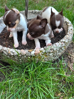 typvolle reinrassige chihuahua welpen suchen ein zuhause 