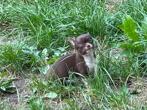 typvolle reinrassige chihuahua welpen suchen ein zuhause 