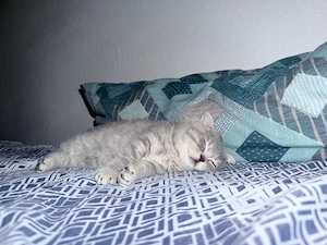 kitten zum verkaufen