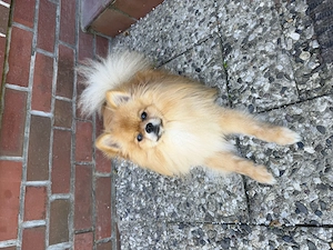  Pomeranian spitz  Rüde