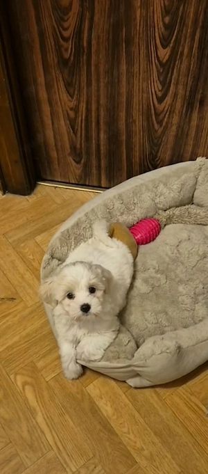Bichon Frisé Welpen   süße Mädchen suchen ein liebevolles Zuhause