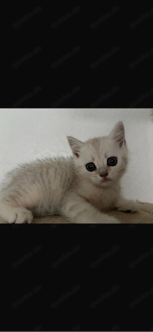 Zwei süße männliche Kitten suchen ein liebevolles Zuhause 