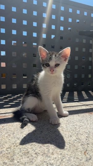 Baby katze 
