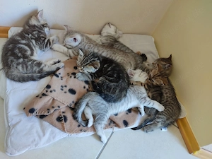 Britisch Kurzhaar Kitten 