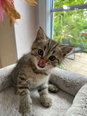 Britisch Kurzhaar Kitten 