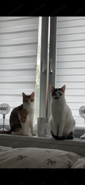 2kastrierte katzenpärchen suchen ein zuhause 