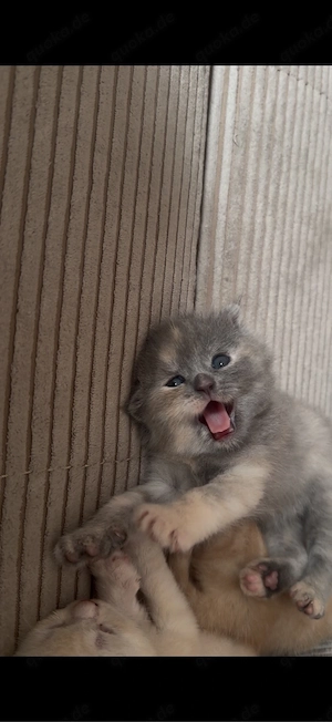 BKH kitten