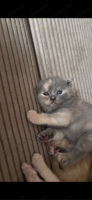 BKH tortie kitten