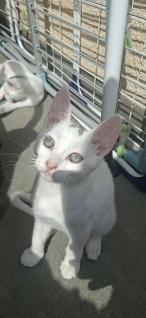 Kitten suchen ein liebevolles Zuhause 