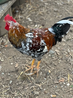 Hühner bruteier Bild 3