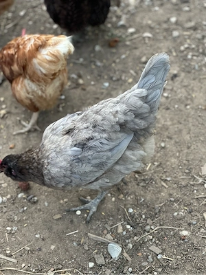 Hühner bruteier Bild 2