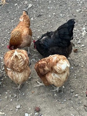 Hühner bruteier Bild 4