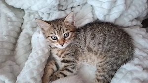 Kater sucht ein liebevolles Zuhause 