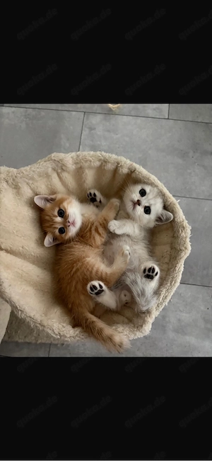 Zwei süße männliche Kitten suchen ein liebevolles Zuhause