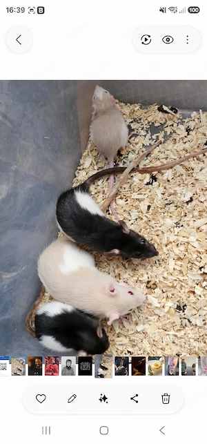 Ratten Farbratten Weibchen weiblich, Jungtiere