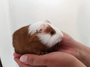 Babys Meerschweinchen 2 männer