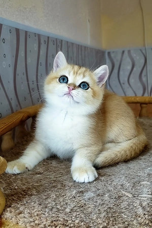Royal Golden Treasure - Maine Coon Kätzchen  