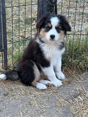 Super süße Mini Australian Shepherd Welpen AB SOFORT