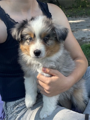 Super süße Mini Australian Shepherds Mini Aussie Welpen