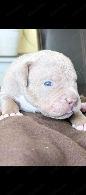 American Bully xl  Welpen top ABKC Papiere