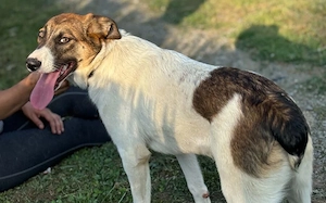 Zuhause gesucht für Suza