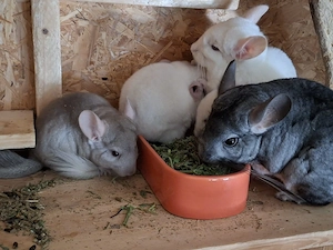 Chinchallababies