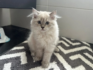 Babykatzen BKH&BLH