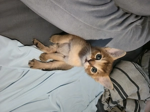 Chausie F6 