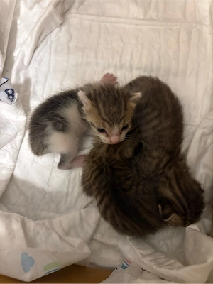 baby Katzen