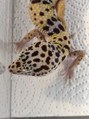 Eublepharis macularius Montanus ghost wildtyp het eclipse het TA 1.0