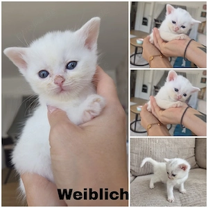 Wundervolle BKH-Kitten suchen liebevolles Zuhause    