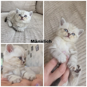 Wunderschöne BKH-Kitten suchen liebevolles Zuhause 